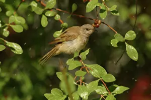 Lichmera: Brown Honeyeater - Bathing