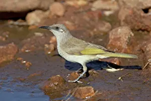 Lichmera: Brown Honeyeater - coming to drink at a pool in Donkey Creek