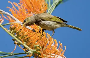 Lichmera: Brown Honeyeater - feeding on Fern-leafed Grevillea