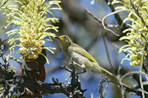 Nectar: Brown HONEYEATER - feeding on long-leaved Corkwood