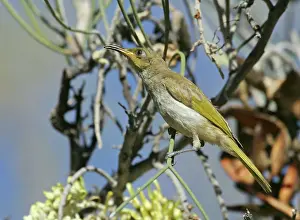 Brown HONEYEATER - feeding on long-leaved Corkwood