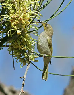 Lichmera: Brown HONEYEATER - feeding on long-leaved Corkwood