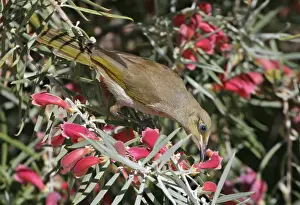 Fuchsia: Brown HONEYEATER - feeding on native fuchsia