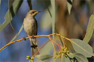 Honeyeaters: Brown Honeyeater - Perched in a eucalypt - at Papunya