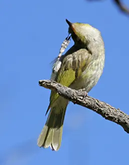 Lichmera: Brown HONEYEATER - scratching head