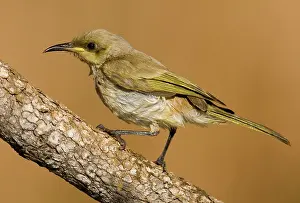 Lichmera: Brown Honeyeater wet from bathing