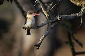 Albiventris: Brown-hooded kingfisher