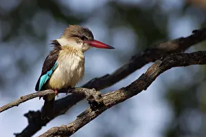 Albiventris: Brown-hooded kingfisher