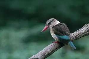 Albiventris: Brown-hooded Kingfisher