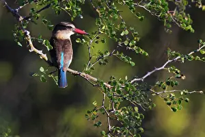 Albiventris: Brown-hooded kingfisher