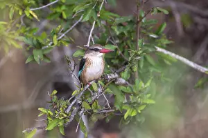 Albiventris: Brown-hooded kingfisher