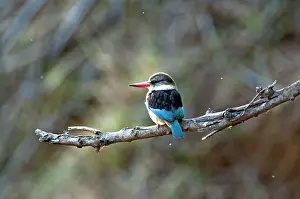 Albiventris: Brown-hooded Kingfisher - on branch - back view