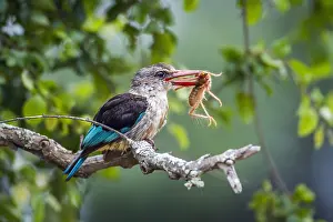 Albiventris: Brown hooded Kingfisher (Halcyon albiventri) in