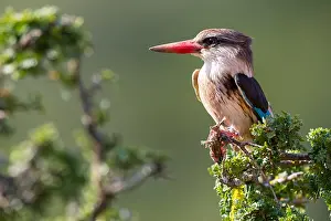 Saint: Brown-hooded kingfisher (Halcyon albiventris), perching
