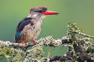 Saint: Brown-hooded kingfisher (Halcyon albiventris), perching