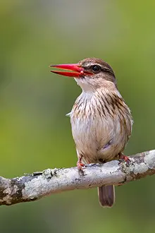 Saint: Brown-hooded kingfisher (Halcyon albiventris), perching