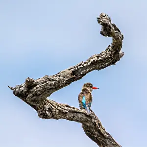 Albiventris: Brown-hooded Kingfisher in Kruger National park