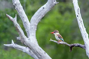 Albiventris: Brown-hooded Kingfisher in Kruger National park