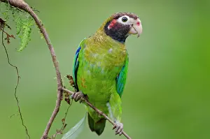 Haematotis: Brown-hooded Parrot