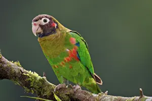Haematotis: Brown-hooded Parrot