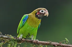 Haematotis: Brown-hooded Parrot