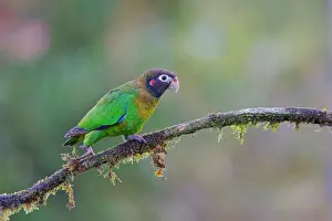 Haematotis: Brown-hooded Parrot Pyrilia haematotis Boco Tapada, Costa Ri