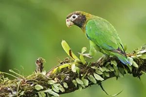 Waiting: Brown-hooded Parrot (Pyrilia haematotis) perched on a branch in Costa Rica