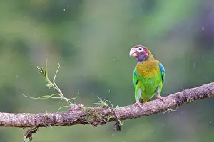 Haematotis: Brown-hooded Parrot - in rain Pyrilia haematotis Boco Tapada