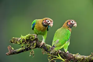 Haematotis: Brown-hooded Parrots