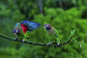 Opened: Two Brown-hooded Parrots (Pyrilia haematotis) sitting on a branch