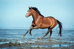Gallop: Brown horse, warmblood with blaze galloping in the