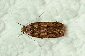 Carpets: BROWN HOUSE MOTH - Pest of carpets, etc