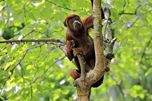 Alertness: Brown howler (Alouatta guariba)