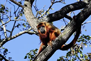 Howler: Brown Howler Monkey