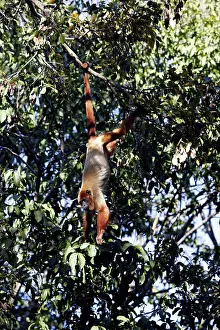 Howler: Brown Howler Monkey
