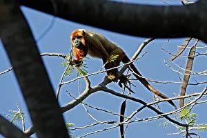 Howler: Brown Howler Monkey