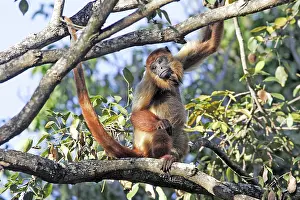 Howler: Brown Howler Monkey