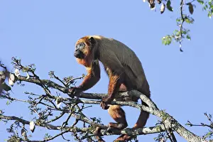 Howler: Brown Howler Monkey
