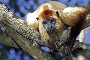 Howler: Brown Howler Monkey