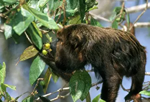 Minas: Brown Howler Monkey, (Alouatta fusca), endangered