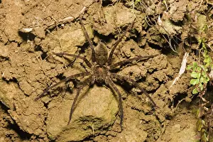 Ambush: Brown huntsman spider