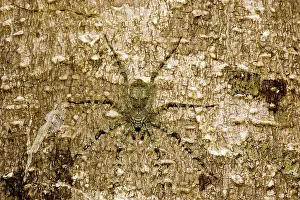 Ambush: Brown huntsman spider