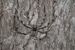 Heteropoda: Brown Huntsman Spider