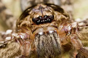 Heteropoda: Brown Huntsman Spider