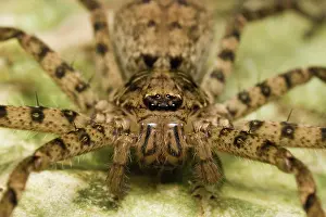 Heteropoda: Brown Huntsman Spider