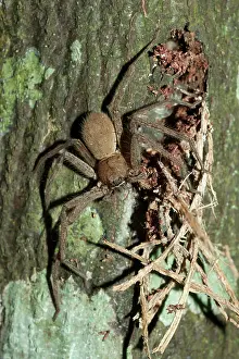 150419: Brown Huntsman Spider by nest on tree - Klungkung