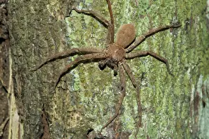 150419: Brown Huntsman Spider on tree - Klungkung, Bali