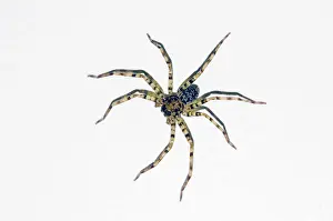 Gianyar: Brown Huntsman Spider on wall - Pering, Gianyar, Bali, Indon