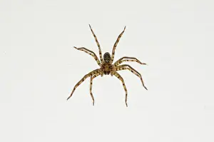 Gianyar: Brown Huntsman Spider on wall - Pering, Gianyar, Bali, Indon