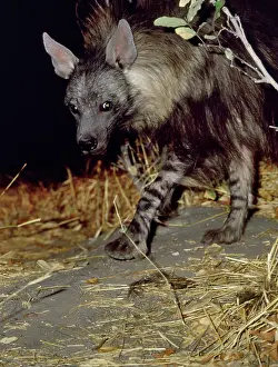 Brunnea: Brown Hyaena